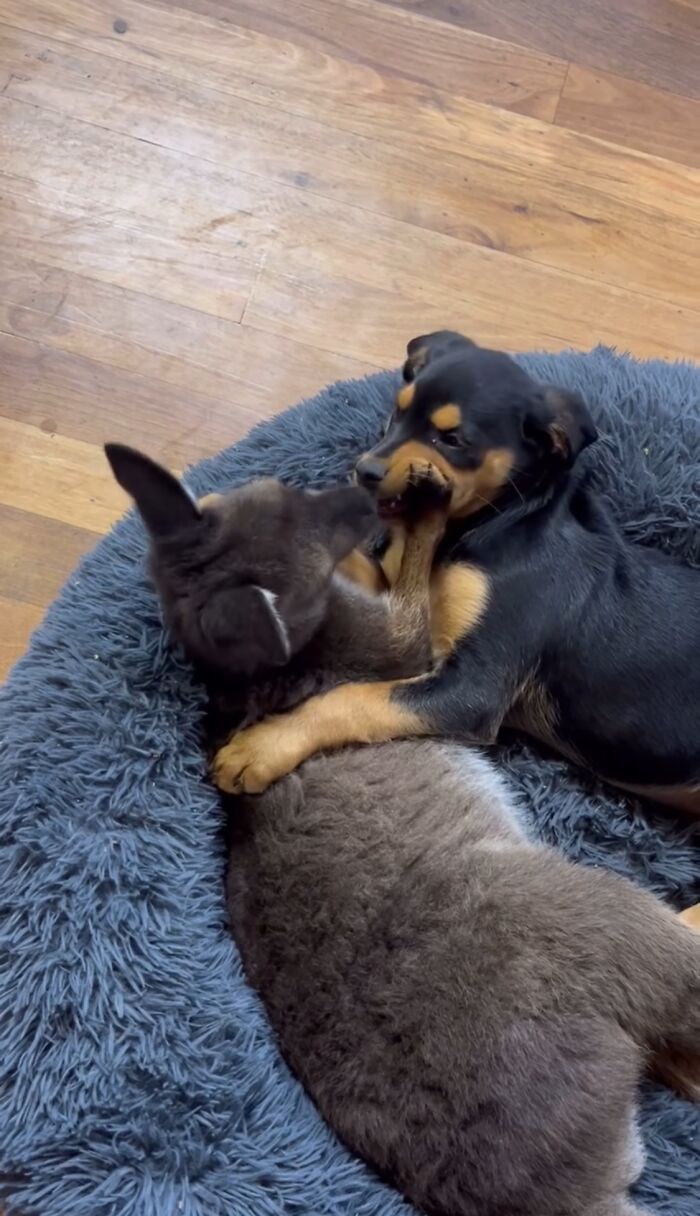 Pup And Baby Kangaroo Who Was Hit By Car Form Adorable Friendship After Family Rescues Her Pup And Baby Kangaroo Who Was Hit By Car Form Adorable Friendship After Family Rescues Her