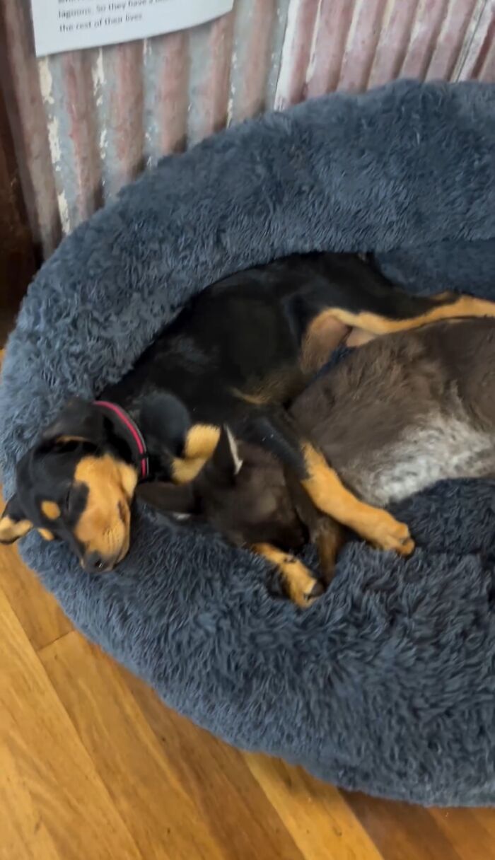 Pup And Baby Kangaroo Who Was Hit By Car Form Adorable Friendship After Family Rescues Her Pup And Baby Kangaroo Who Was Hit By Car Form Adorable Friendship After Family Rescues Her