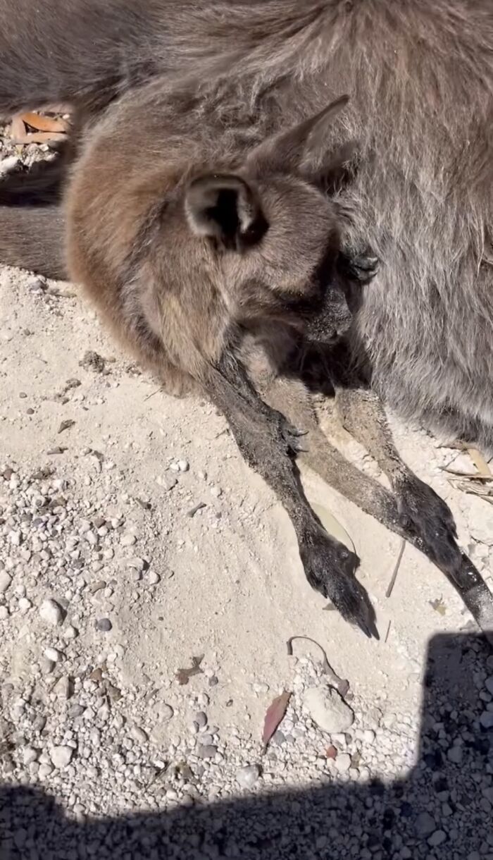 Pup And Baby Kangaroo Who Was Hit By Car Form Adorable Friendship After Family Rescues Her Pup And Baby Kangaroo Who Was Hit By Car Form Adorable Friendship After Family Rescues Her