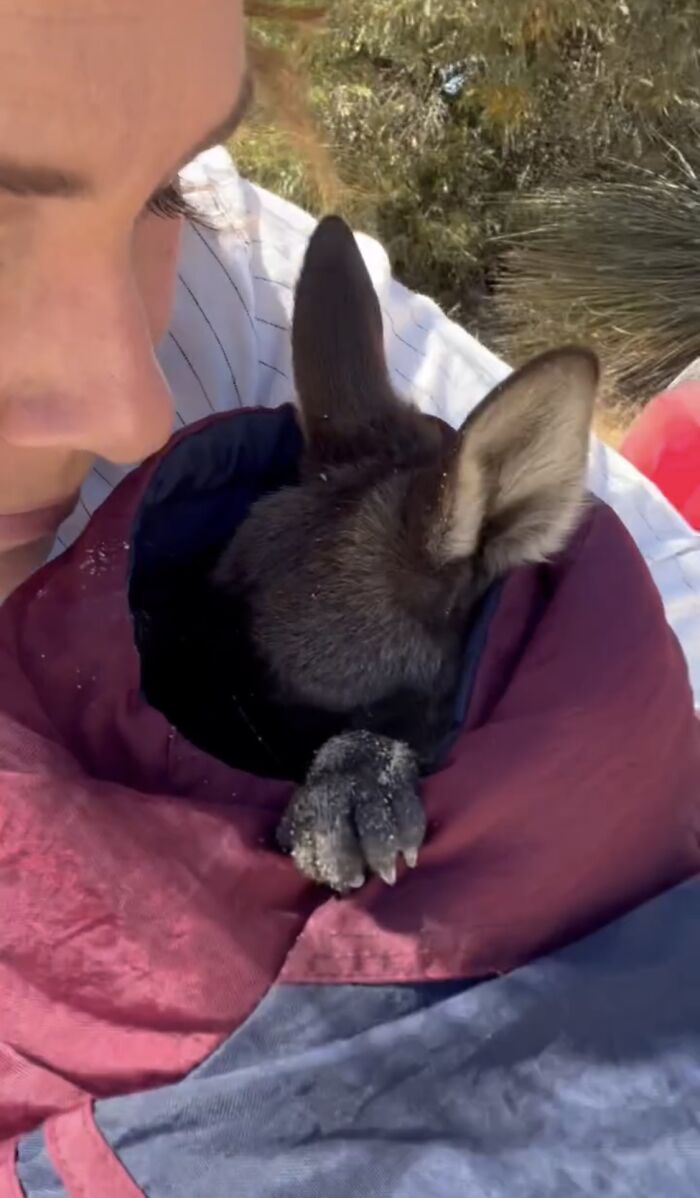 Pup And Baby Kangaroo Who Was Hit By Car Form Adorable Friendship After Family Rescues Her Pup And Baby Kangaroo Who Was Hit By Car Form Adorable Friendship After Family Rescues Her