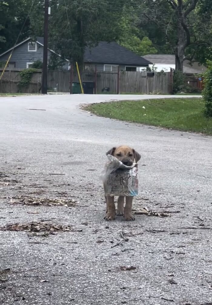 A Story Of A Stray Dog Carrying A Damp Newspaper As His Only Toy Took Unexpected Turn