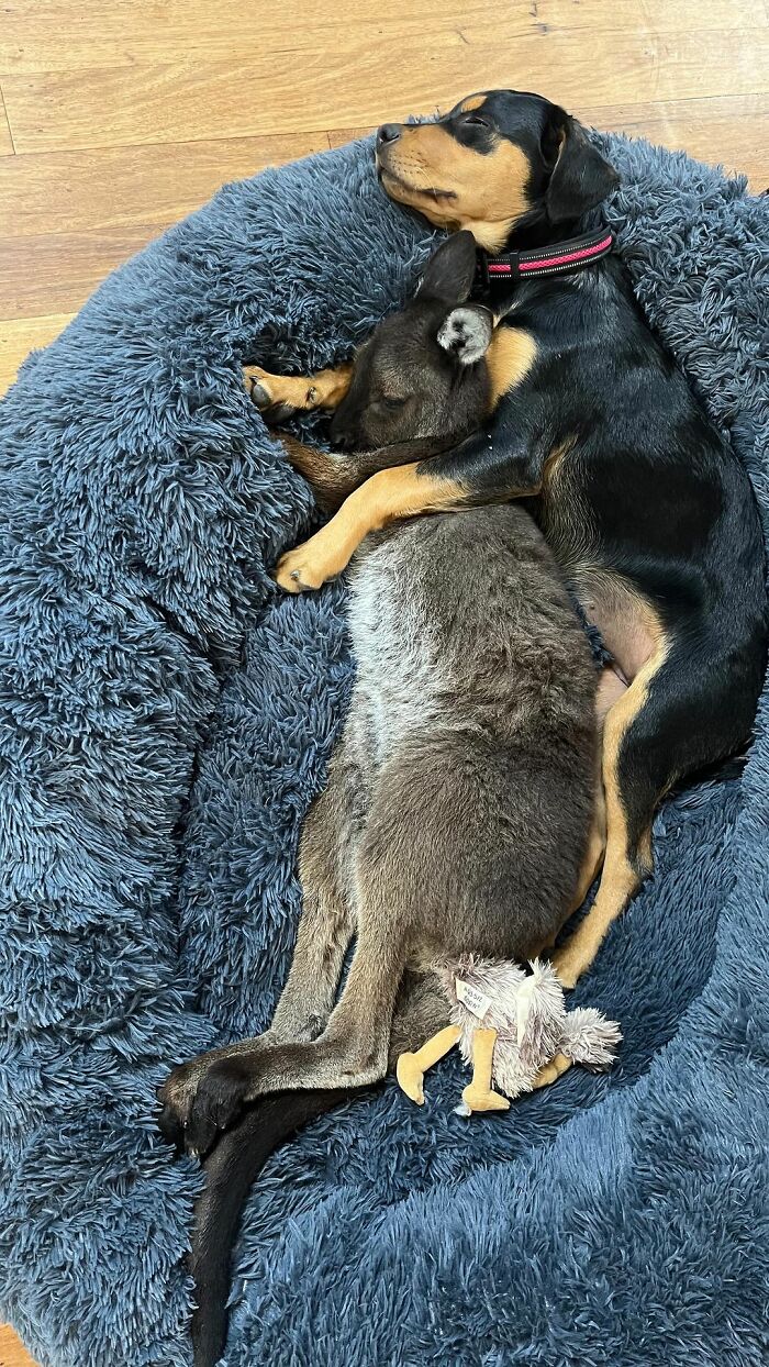 Pup And Baby Kangaroo Who Was Hit By Car Form Adorable Friendship After Family Rescues Her Pup And Baby Kangaroo Who Was Hit By Car Form Adorable Friendship After Family Rescues Her