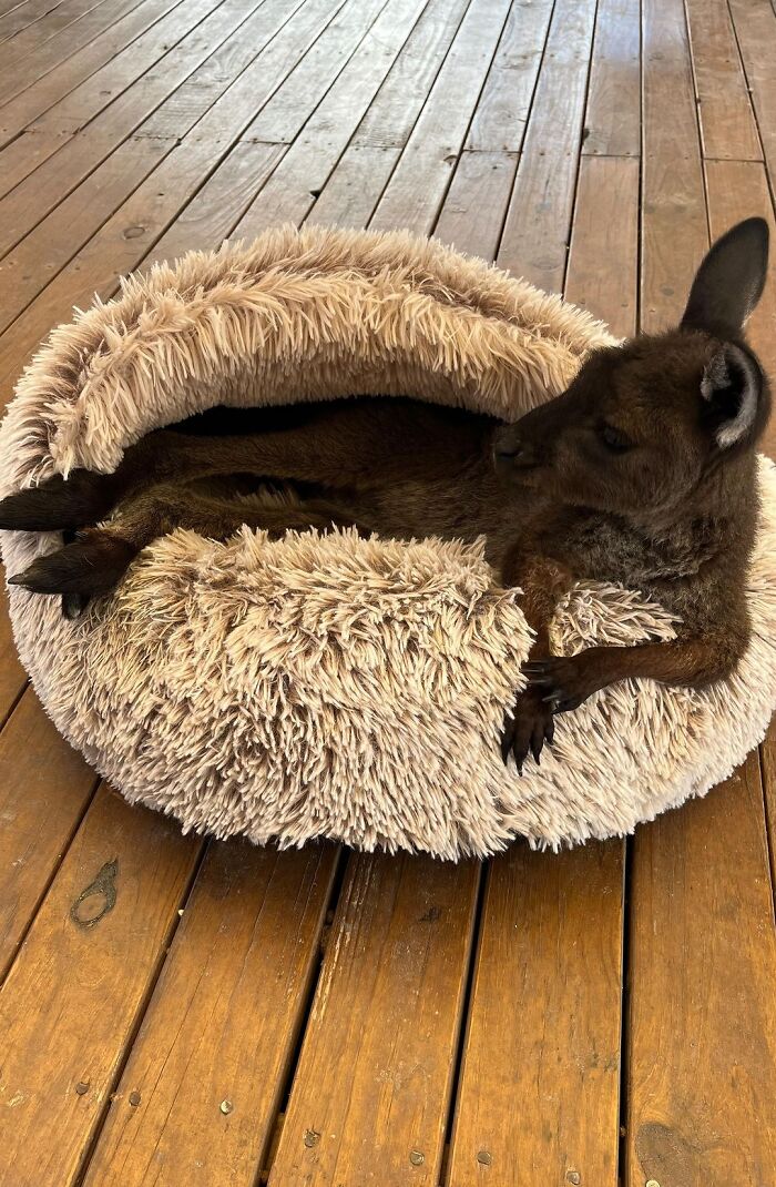 Pup And Baby Kangaroo Who Was Hit By Car Form Adorable Friendship After Family Rescues Her Pup And Baby Kangaroo Who Was Hit By Car Form Adorable Friendship After Family Rescues Her