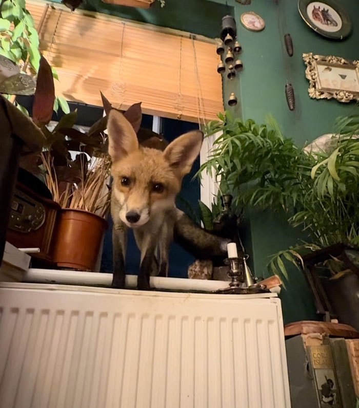 Fox Frequently Sneaks Into Woman’s Home And Sleeps In Her Bed: “It Fills My Heart With Joy” Fox Frequently Sneaks Into Woman’s Home And Sleeps In Her Bed: “It Fills My Heart With Joy”