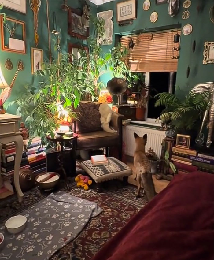 Fox Frequently Sneaks Into Woman’s Home And Sleeps In Her Bed: “It Fills My Heart With Joy” Fox Frequently Sneaks Into Woman’s Home And Sleeps In Her Bed: “It Fills My Heart With Joy”