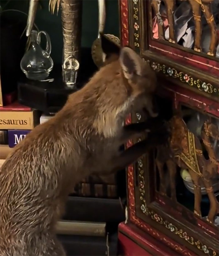 Fox Frequently Sneaks Into Woman’s Home And Sleeps In Her Bed: “It Fills My Heart With Joy” Fox Frequently Sneaks Into Woman’s Home And Sleeps In Her Bed: “It Fills My Heart With Joy”