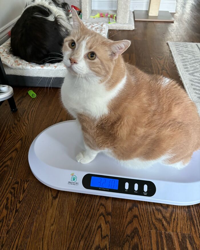Meet Axel: The 43-Pound Cat Whose Weight Loss Journey Will Melt Your Heart Meet Axel: The 43-Pound Cat Whose Weight Loss Journey Will Melt Your Heart
