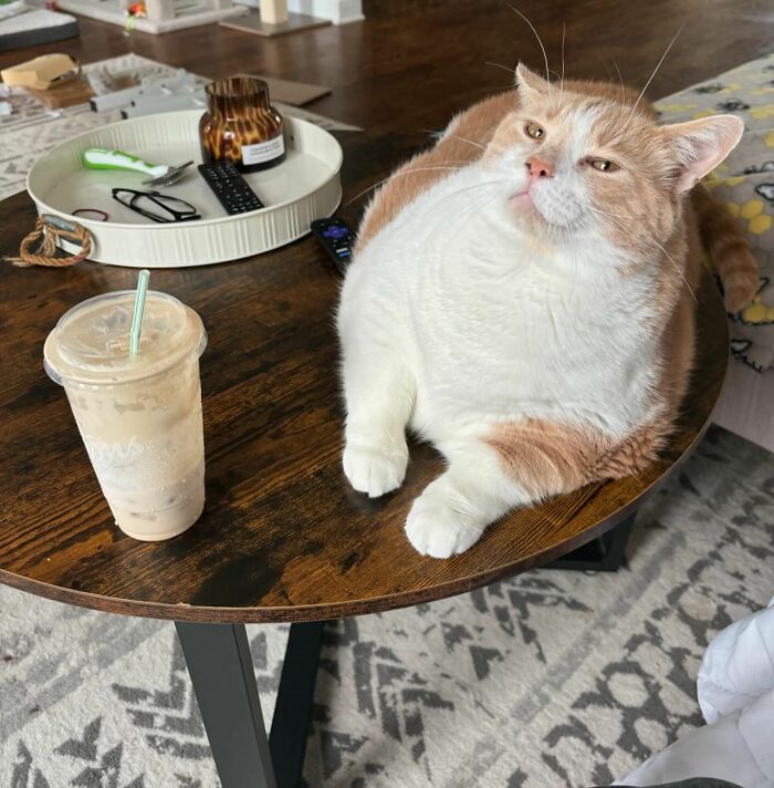 Meet Axel: The 43-Pound Cat Whose Weight Loss Journey Will Melt Your Heart Meet Axel: The 43-Pound Cat Whose Weight Loss Journey Will Melt Your Heart