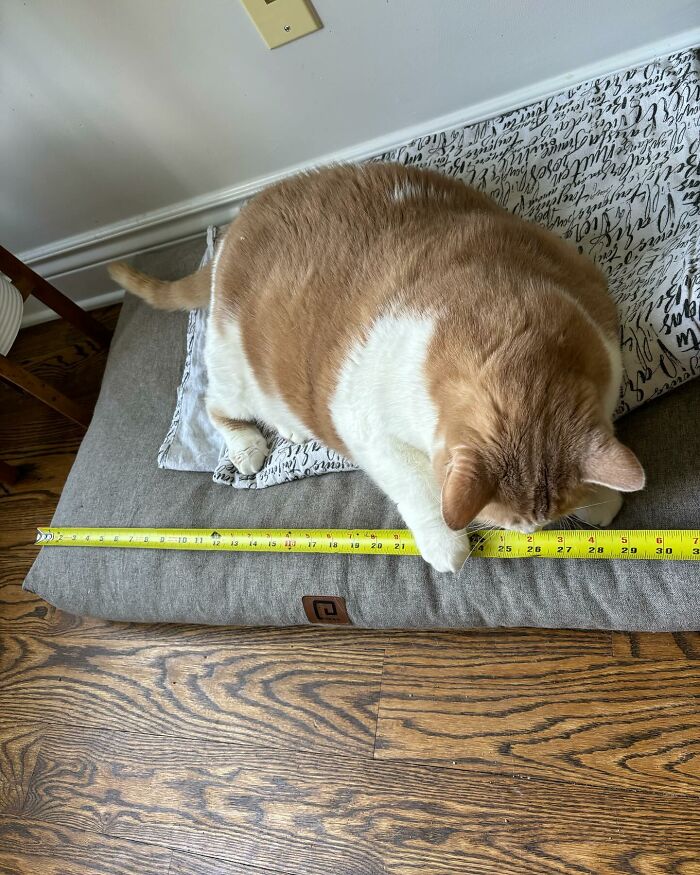 Meet Axel: The 43-Pound Cat Whose Weight Loss Journey Will Melt Your Heart Meet Axel: The 43-Pound Cat Whose Weight Loss Journey Will Melt Your Heart