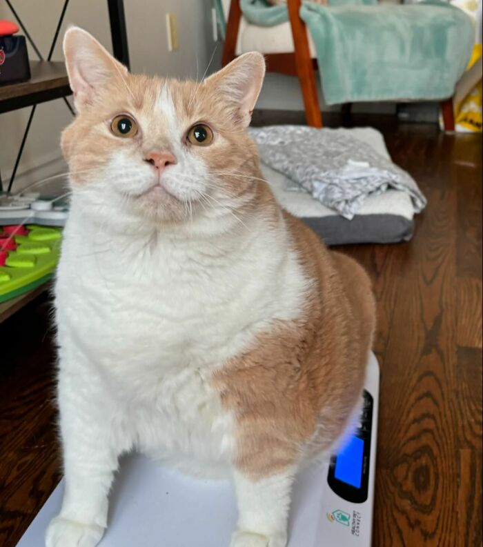 Meet Axel: The 43-Pound Cat Whose Weight Loss Journey Will Melt Your Heart Meet Axel: The 43-Pound Cat Whose Weight Loss Journey Will Melt Your Heart