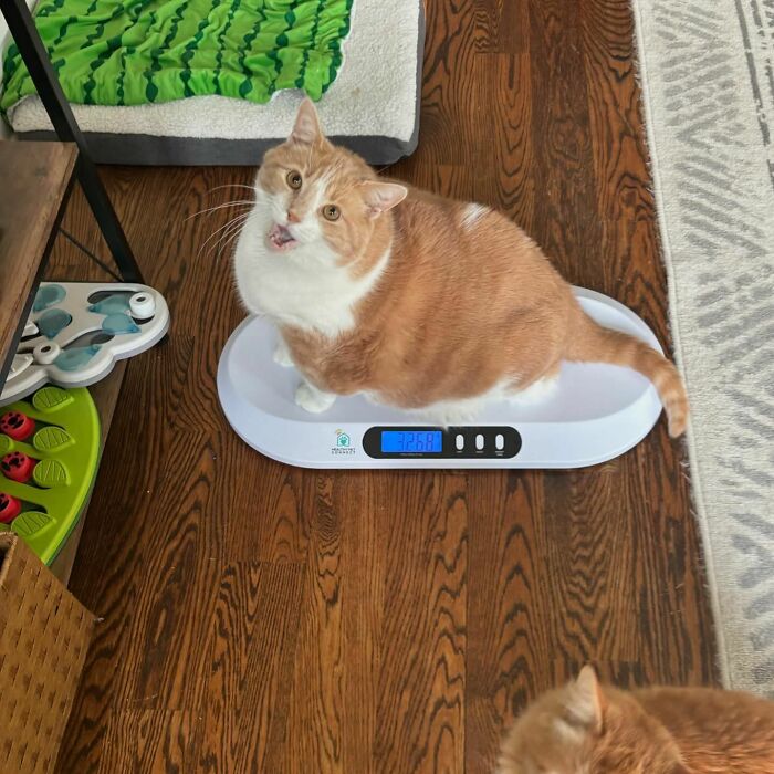 Meet Axel: The 43-Pound Cat Whose Weight Loss Journey Will Melt Your Heart Meet Axel: The 43-Pound Cat Whose Weight Loss Journey Will Melt Your Heart