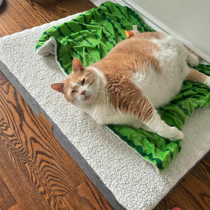 Meet Axel: The 43-Pound Cat Whose Weight Loss Journey Will Melt Your Heart Meet Axel: The 43-Pound Cat Whose Weight Loss Journey Will Melt Your Heart