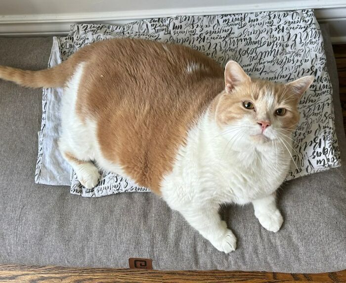 Meet Axel: The 43-Pound Cat Whose Weight Loss Journey Will Melt Your Heart Meet Axel: The 43-Pound Cat Whose Weight Loss Journey Will Melt Your Heart