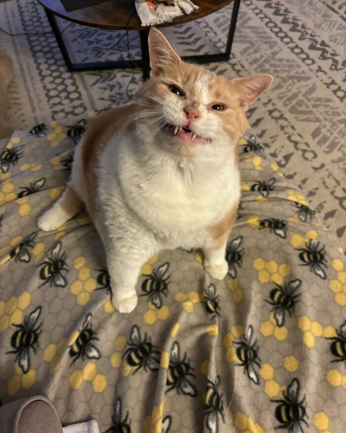 Meet Axel: The 43-Pound Cat Whose Weight Loss Journey Will Melt Your Heart Meet Axel: The 43-Pound Cat Whose Weight Loss Journey Will Melt Your Heart