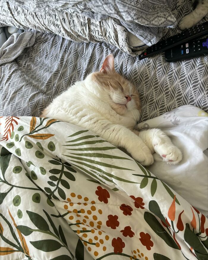 Meet Axel: The 43-Pound Cat Whose Weight Loss Journey Will Melt Your Heart Meet Axel: The 43-Pound Cat Whose Weight Loss Journey Will Melt Your Heart
