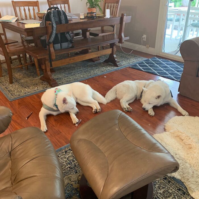 Overcoming Disability: This Dog&rsquo;s Prancing Walk Steals Hearts On The Internet