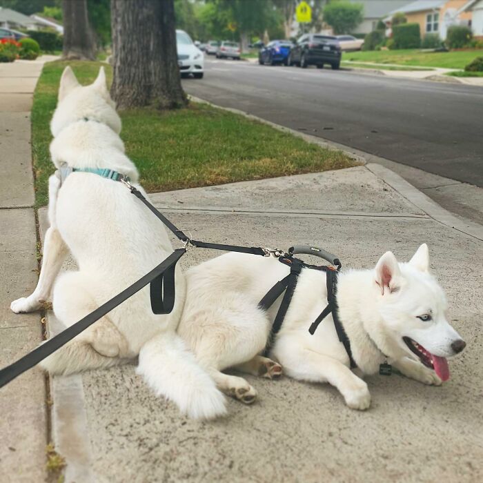 Overcoming Disability: This Dog&rsquo;s Prancing Walk Steals Hearts On The Internet