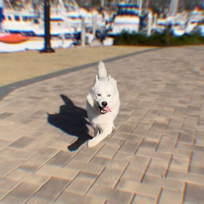 Overcoming Disability: This Dog&rsquo;s Prancing Walk Steals Hearts On The Internet