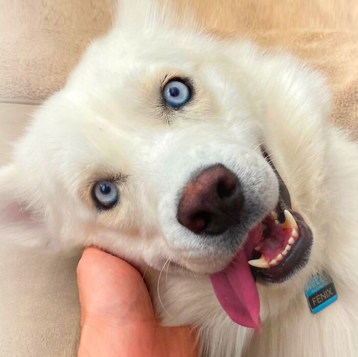 Overcoming Disability: This Dog&rsquo;s Prancing Walk Steals Hearts On The Internet