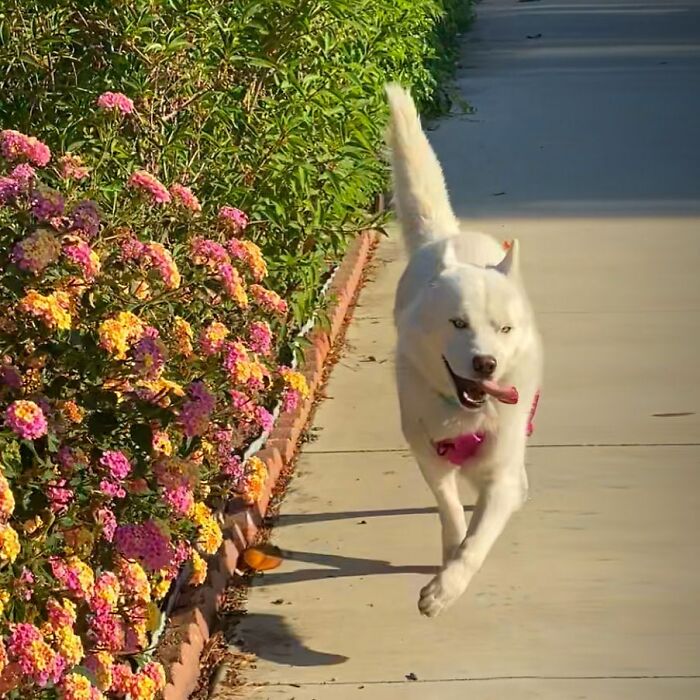 Overcoming Disability: This Dog&rsquo;s Prancing Walk Steals Hearts On The Internet