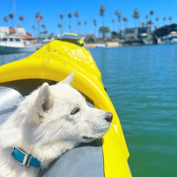 Overcoming Disability: This Dog&rsquo;s Prancing Walk Steals Hearts On The Internet