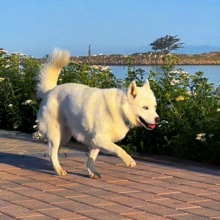 Overcoming Disability: This Dog&rsquo;s Prancing Walk Steals Hearts On The Internet