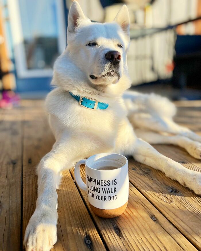 Overcoming Disability: This Dog&rsquo;s Prancing Walk Steals Hearts On The Internet