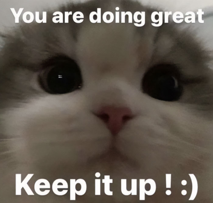Motivational meme with a cat's face and text: "You are doing great. Keep it up! :)"