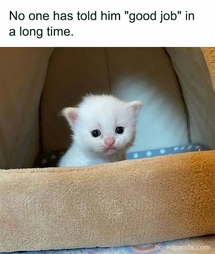 Motivational meme with a white kitten in a cozy bed, text reads: "No one has told him 'good job' in a long time."