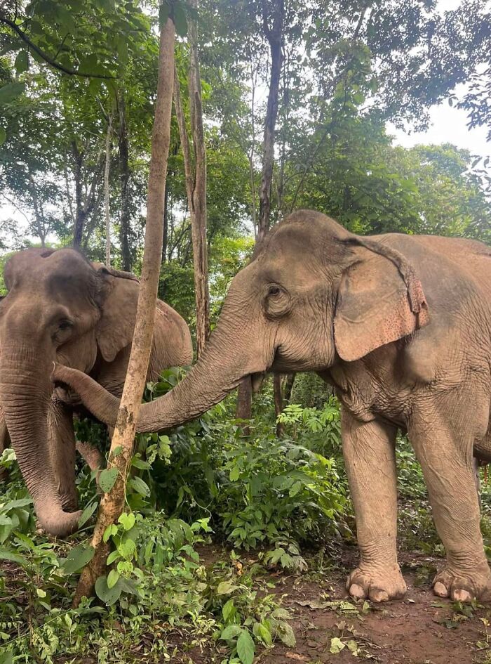 An Elephant Walking Without Chains For The 1st Time In 41 Years Is Melting Hearts Online An Elephant Walking Without Chains For The 1st Time In 41 Years Is Melting Hearts Online