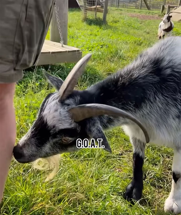 Boomer Couple&rsquo;s &ldquo;Gen Z Style&rdquo; Tour Of Zoo Goes Viral, People Call It &ldquo;Marketing Genius&rdquo;