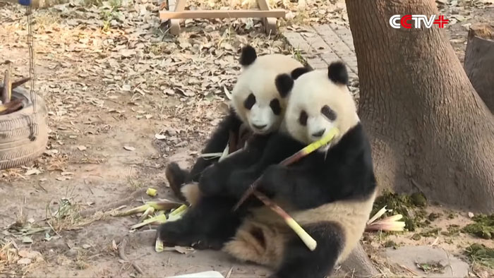 Two pandas enjoy a picnic under a tree at a zoo's Mid-Autumn Festival. Two pandas enjoy a picnic under a tree at a zoo's Mid-Autumn Festival.