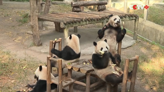 Four pandas enjoy a cute picnic at the zoo's Mid-Autumn Festival, sitting on small wooden chairs. Four pandas enjoy a cute picnic at the zoo's Mid-Autumn Festival, sitting on small wooden chairs.