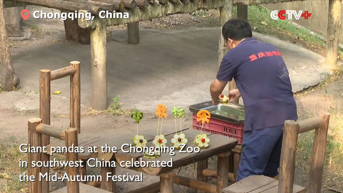 Worker prepares treats for a panda tea party at Chongqing Zoo during the Mid-Autumn Festival celebration. Worker prepares treats for a panda tea party at Chongqing Zoo during the Mid-Autumn Festival celebration.
