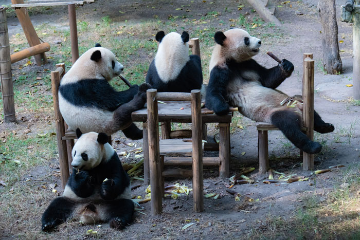 Four pandas having a picnic at a wooden table during a zoo’s Mid-Autumn Festival. Four pandas having a picnic at a wooden table during a zoo’s Mid-Autumn Festival.