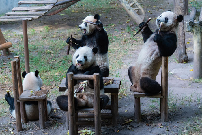 Four pandas enjoy a playful tea party picnic at the zoo during the Mid-Autumn Festival, entertaining visitors with their antics. Four pandas enjoy a playful tea party picnic at the zoo during the Mid-Autumn Festival, entertaining visitors with their antics.