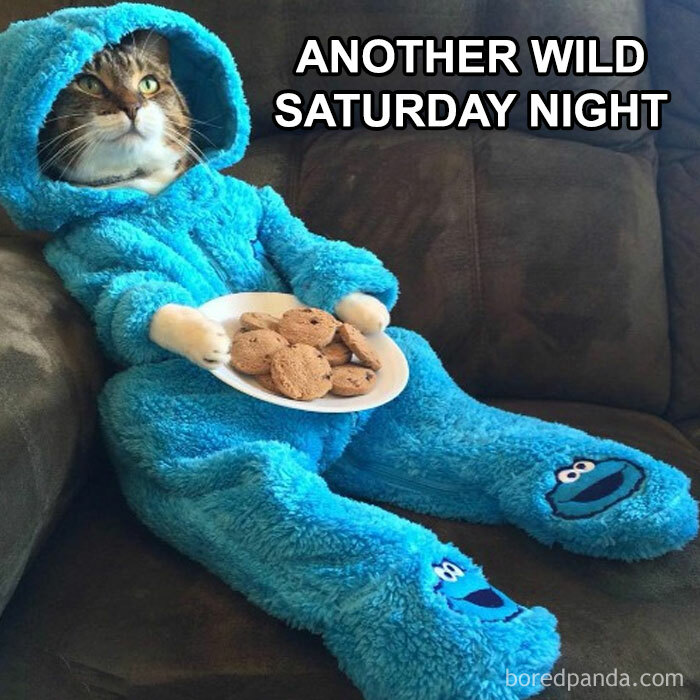 Cat in a Cookie Monster onesie on a couch holding cookies, captioned "ANOTHER WILD SATURDAY NIGHT," for a Saturday meme.