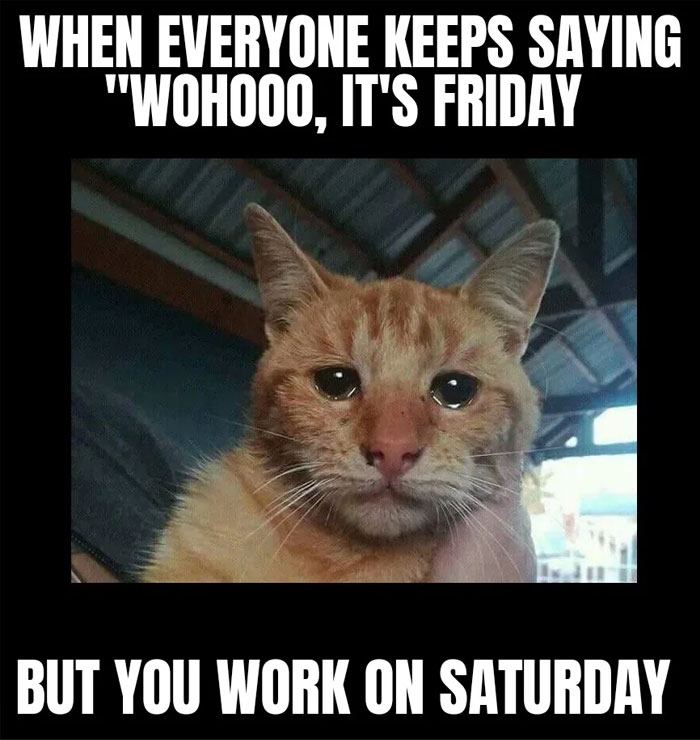 Sad orange cat meme; disappointment in working Saturday, contrasting Friday excitement. 