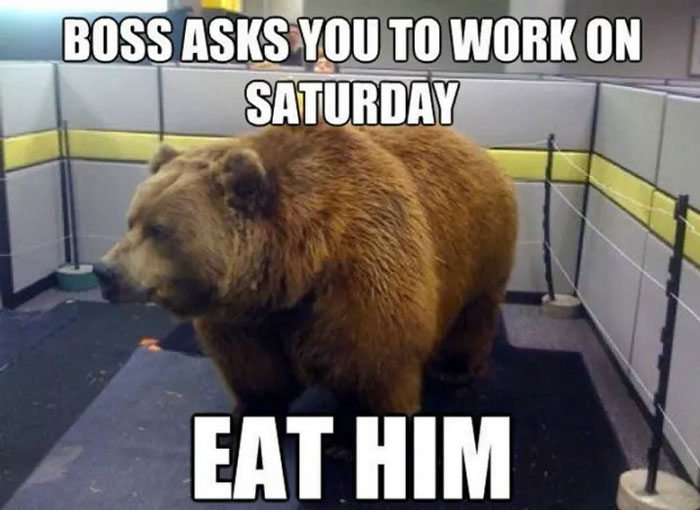 Bear in office cubicle meme with text humorous response to working on Saturday, featuring weekend and laughter keywords.
