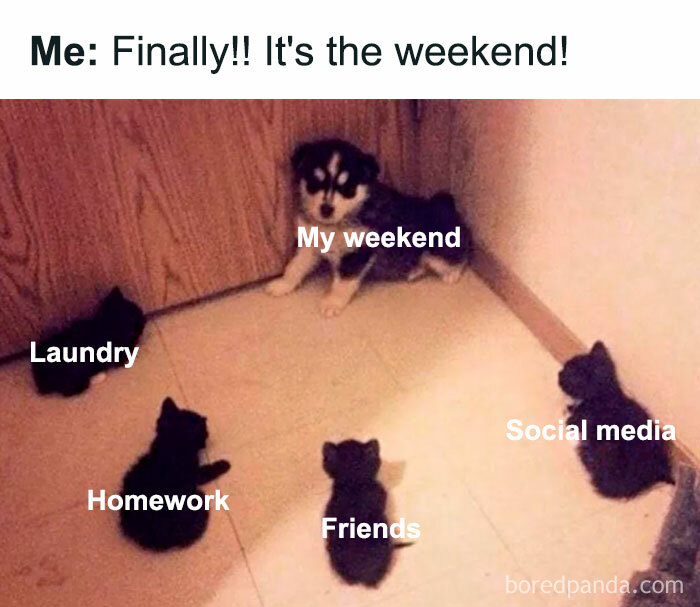 Scared puppy labeled "My weekend" surrounded by kittens labeled tasks, humorously capturing busy Saturdays.