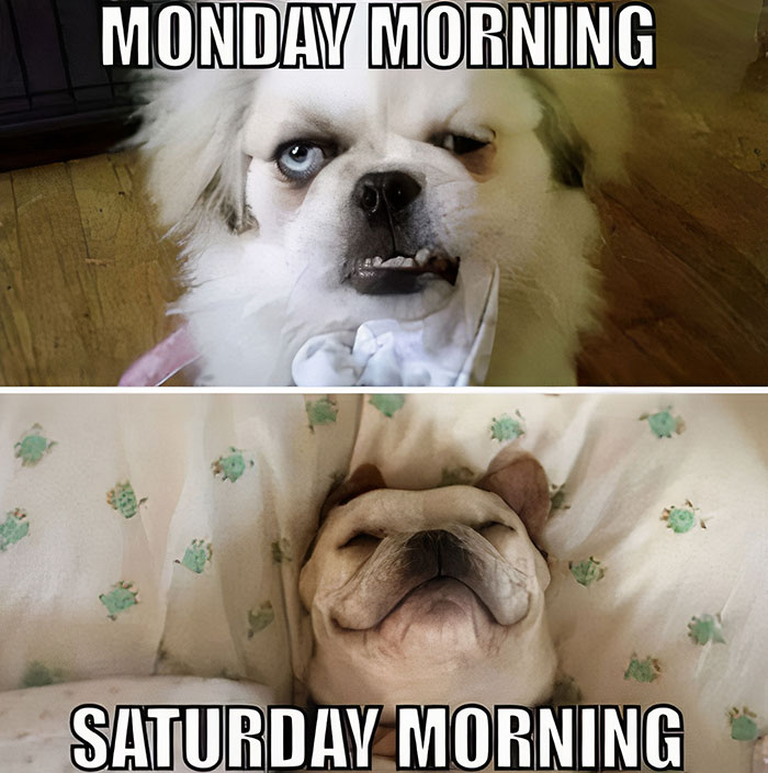Funny Saturday meme with a grumpy Monday dog and a happy Saturday dog.