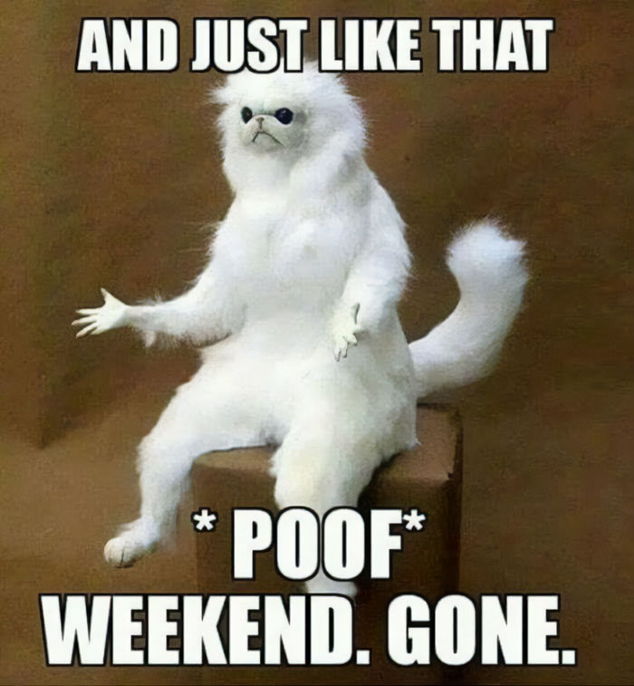 Confused white cat shrugging, text reads "AND JUST LIKE THAT, *POOF* WEEKEND. GONE." Saturday meme humor about fast weekends.