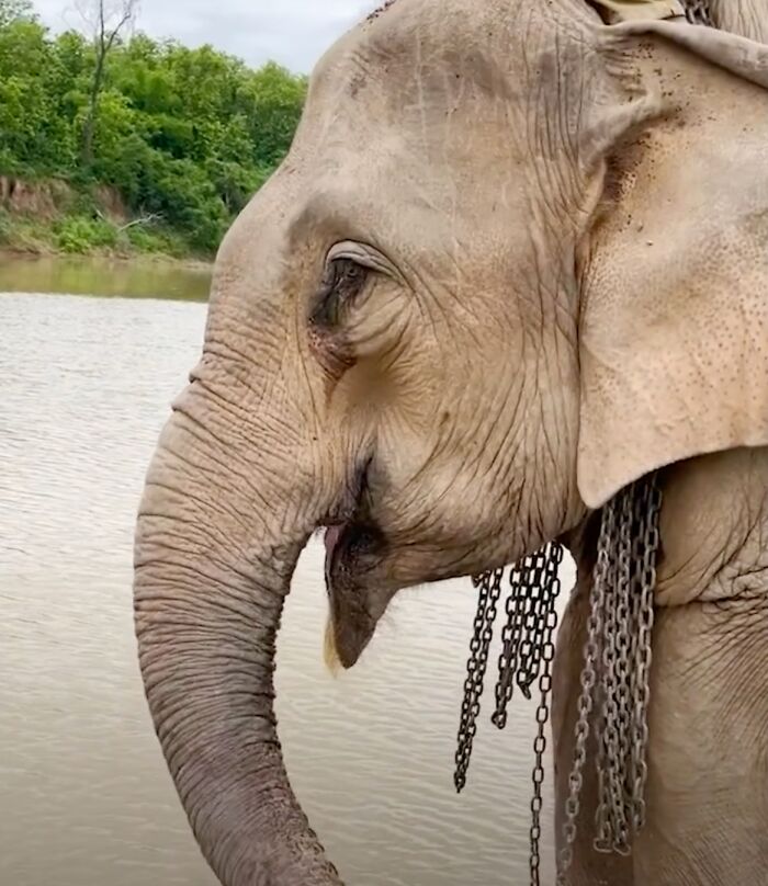An Elephant Walking Without Chains For The 1st Time In 41 Years Is Melting Hearts Online An Elephant Walking Without Chains For The 1st Time In 41 Years Is Melting Hearts Online