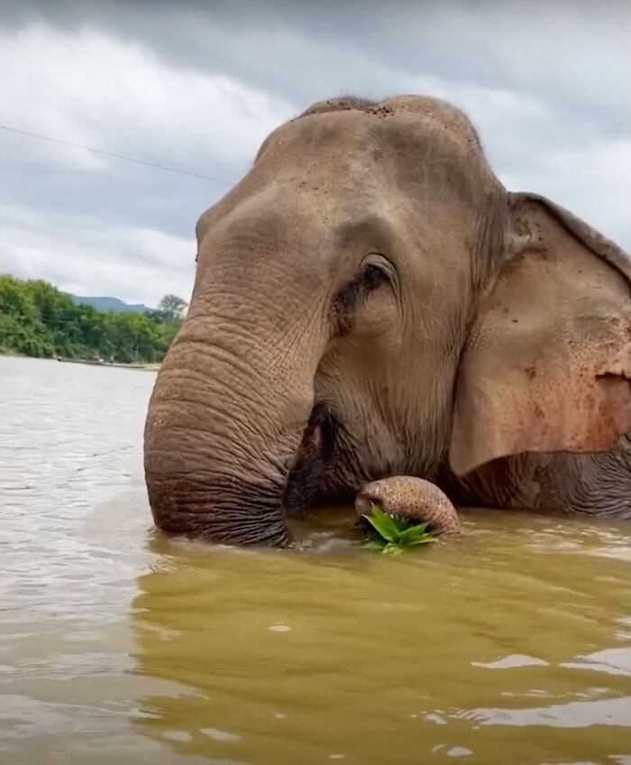 An Elephant Walking Without Chains For The 1st Time In 41 Years Is Melting Hearts Online An Elephant Walking Without Chains For The 1st Time In 41 Years Is Melting Hearts Online