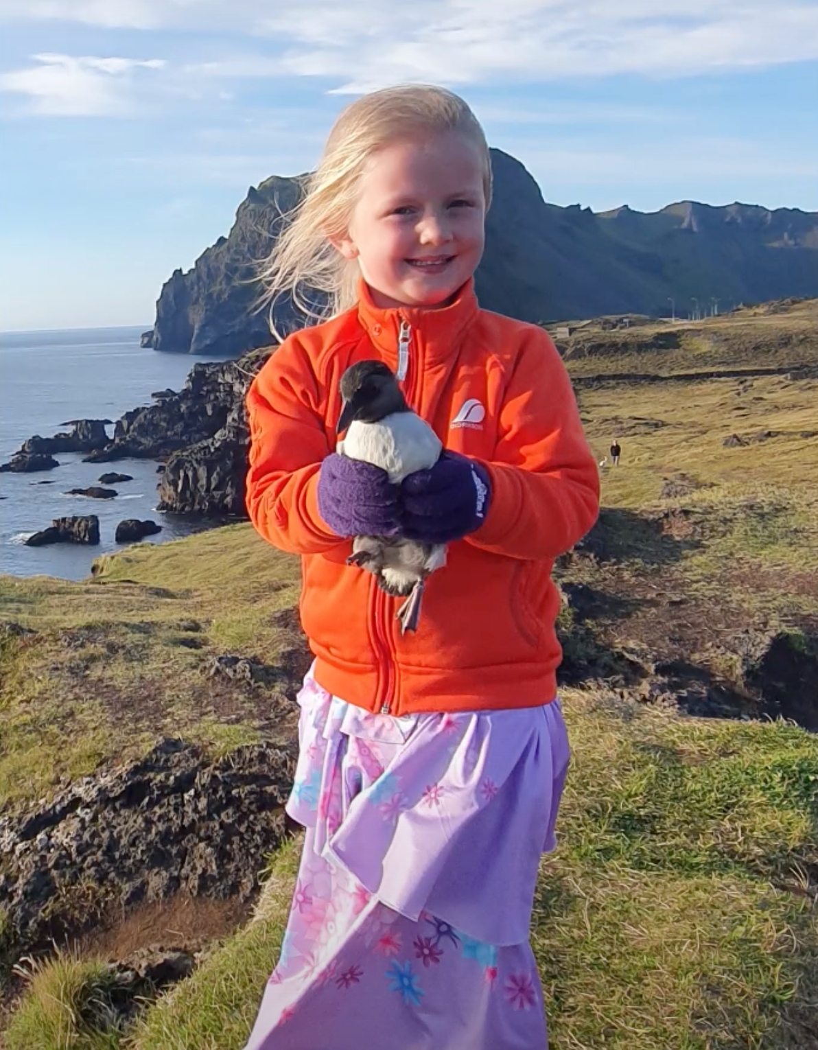 People In Iceland Are Collecting Baby Puffins In The Streets And Throwing Them Back Into The Ocean People In Iceland Are Collecting Baby Puffins In The Streets And Throwing Them Back Into The Ocean