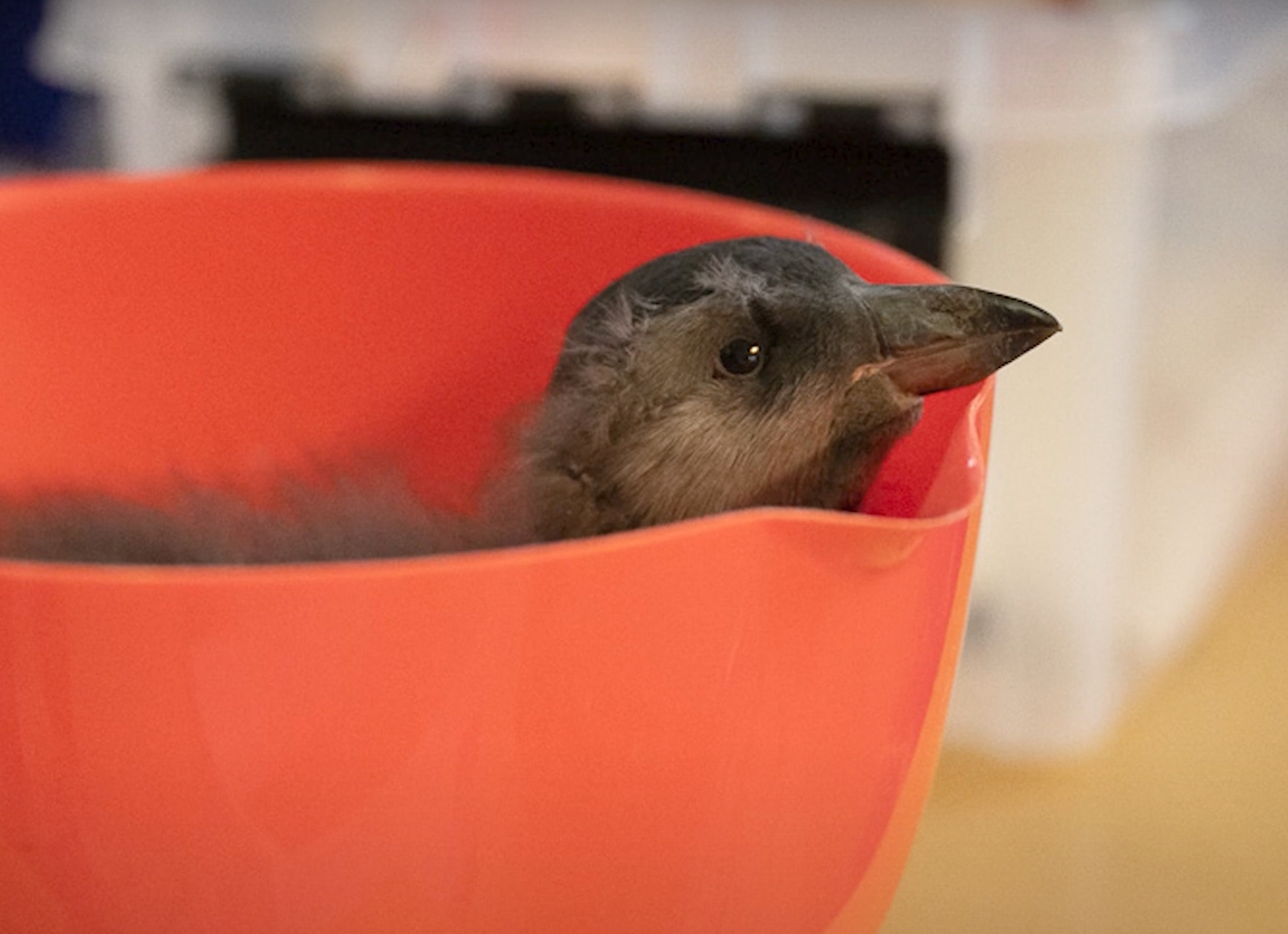 People In Iceland Are Collecting Baby Puffins In The Streets And Throwing Them Back Into The Ocean People In Iceland Are Collecting Baby Puffins In The Streets And Throwing Them Back Into The Ocean