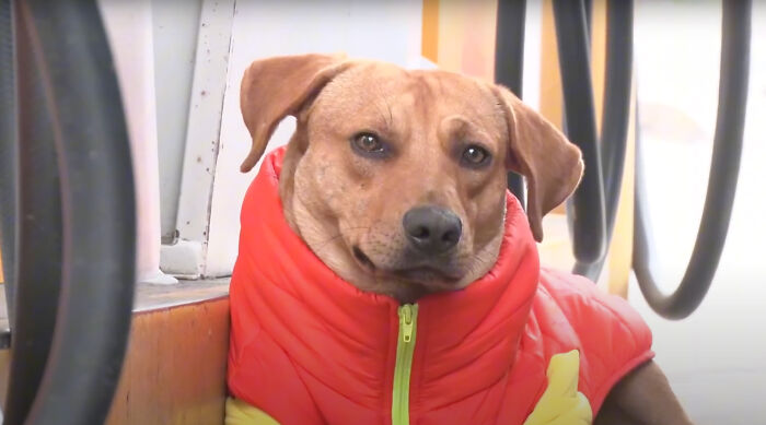 Stray Dog Becomes Employed At A Gas Station After Chasing Off Robbers