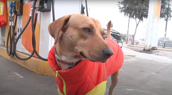 Stray Dog Becomes Employed At A Gas Station After Chasing Off Robbers