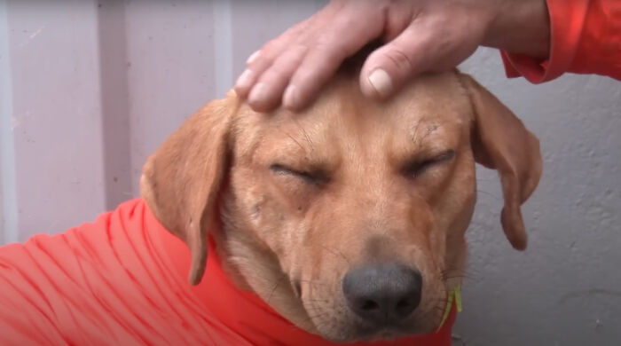 Stray Dog Becomes Employed At A Gas Station After Chasing Off Robbers