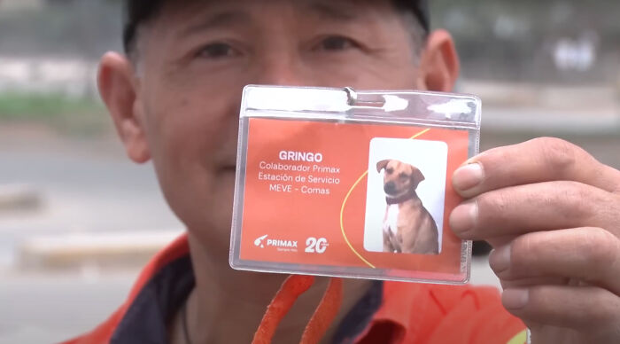 Stray Dog Becomes Employed At A Gas Station After Chasing Off Robbers